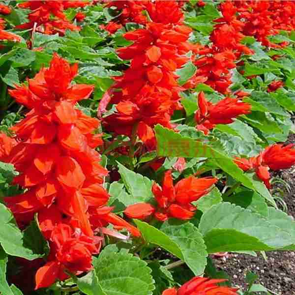 串（chuàn）紅